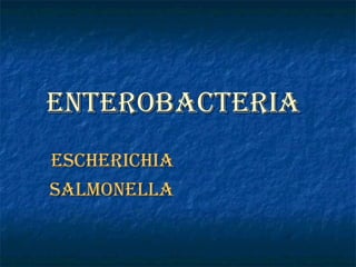 Enterobacteria   Escherichia  Salmonella   