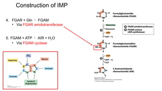 Lecture 18-Chapter 22-Biosynthesis of AAs & Nucleotides & related ...