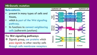 Beta-catenin.
• present in many types of cells and
tissues,
• which is part of the Wnt signaling
pathway.
• Its functions to connect neighboring
cells (adherents junctions)
The Wnt signaling pathways
❖ Signals group, use proteins which
pass signals to other nearby cells
through cells membrane receptors
HB-Genetic mutation
 