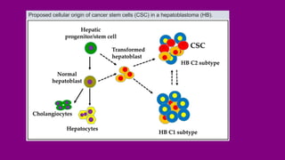 Proposed cellular origin of cancer stem cells (CSC) in a hepatoblastoma (HB).
 