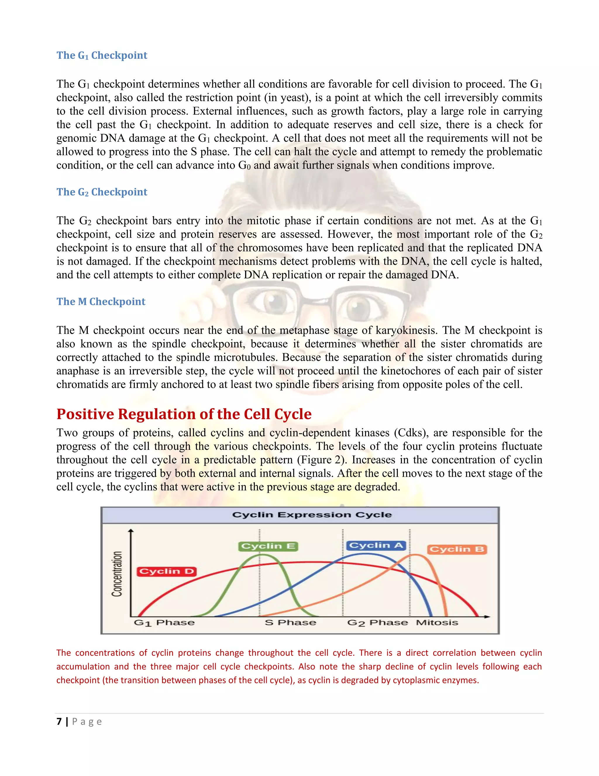 Lecture 18 cell cycle and its regulation converted | PDF