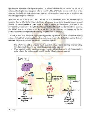 Lecture 18 cell cycle and its regulation converted | PDF