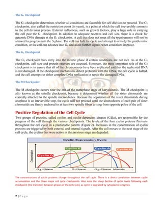 Lecture 18 cell cycle and its regulation converted | PDF