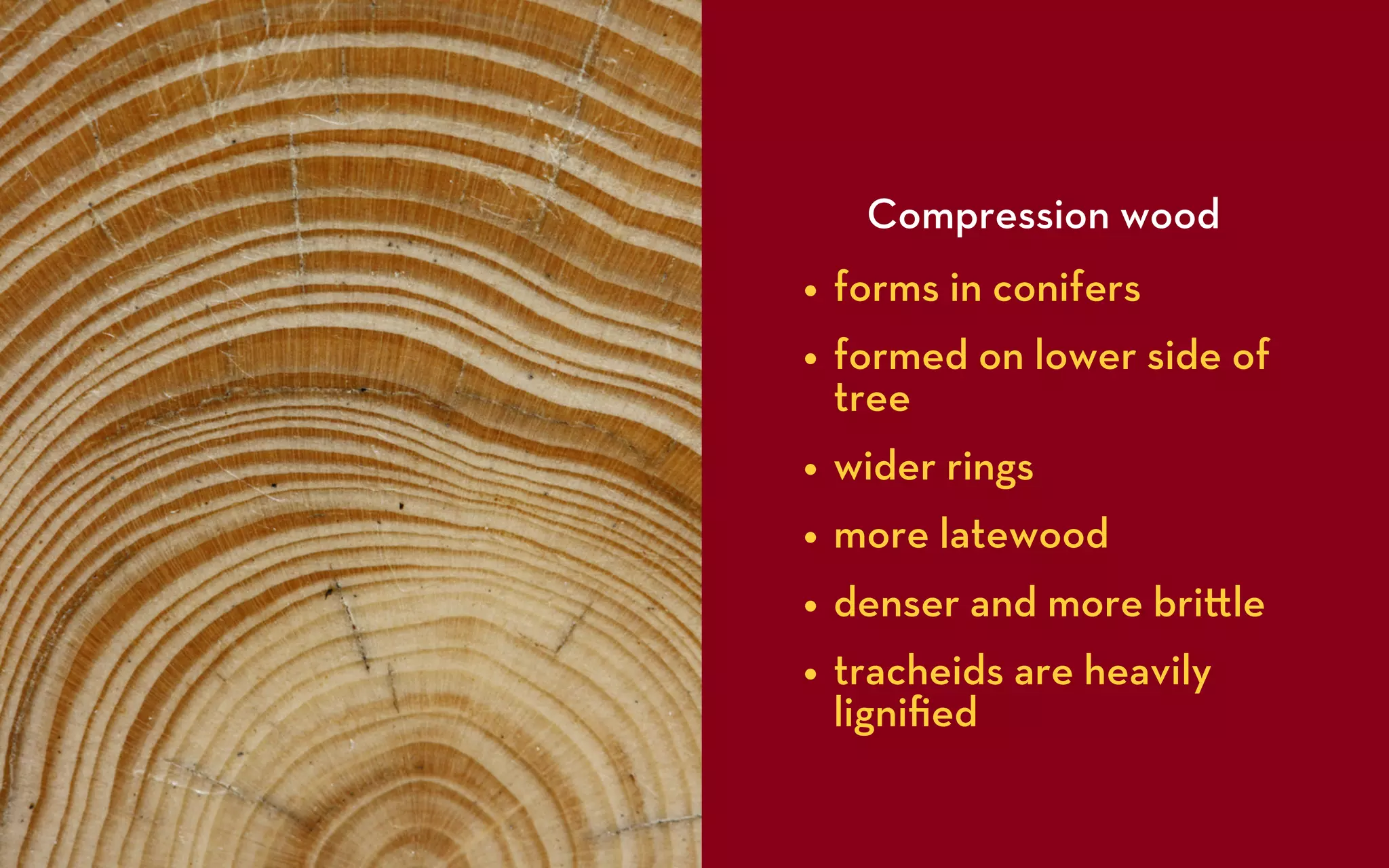 Compression wood
• forms in conifers
• formed on lower side of
 tree
• wider rings
• more latewood
• denser and more bri le
• tracheids are heavily
 ligniﬁed
 