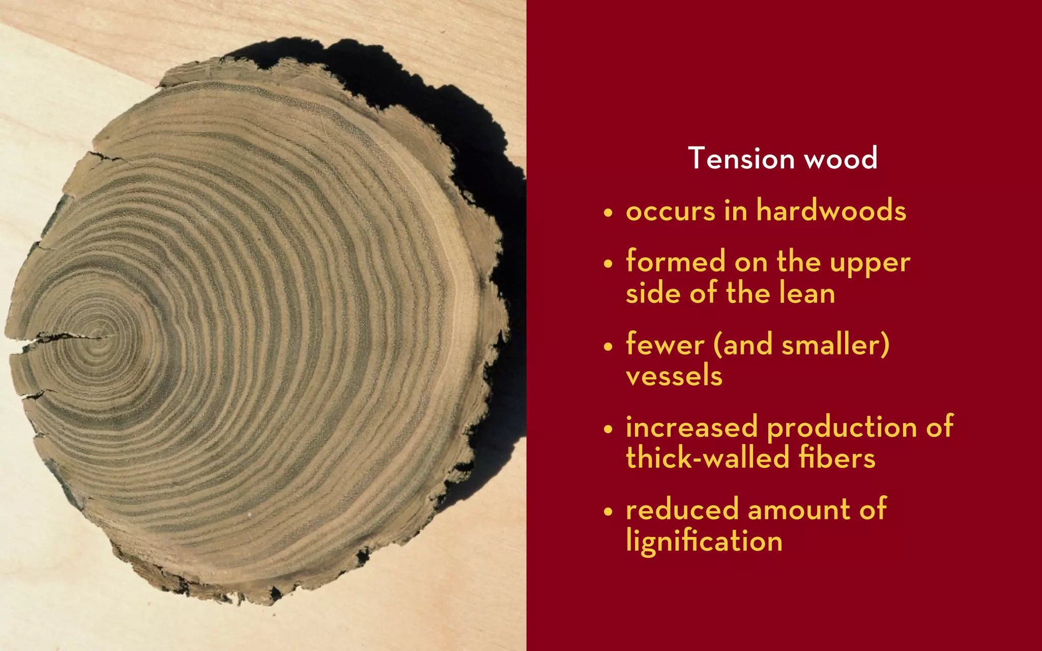 Tension wood
• occurs in hardwoods
• formed on the upper
 side of the lean
• fewer (and smaller)
 vessels
• increased production of
 thick-walled ﬁbers
• reduced amount of
 ligniﬁcation
 