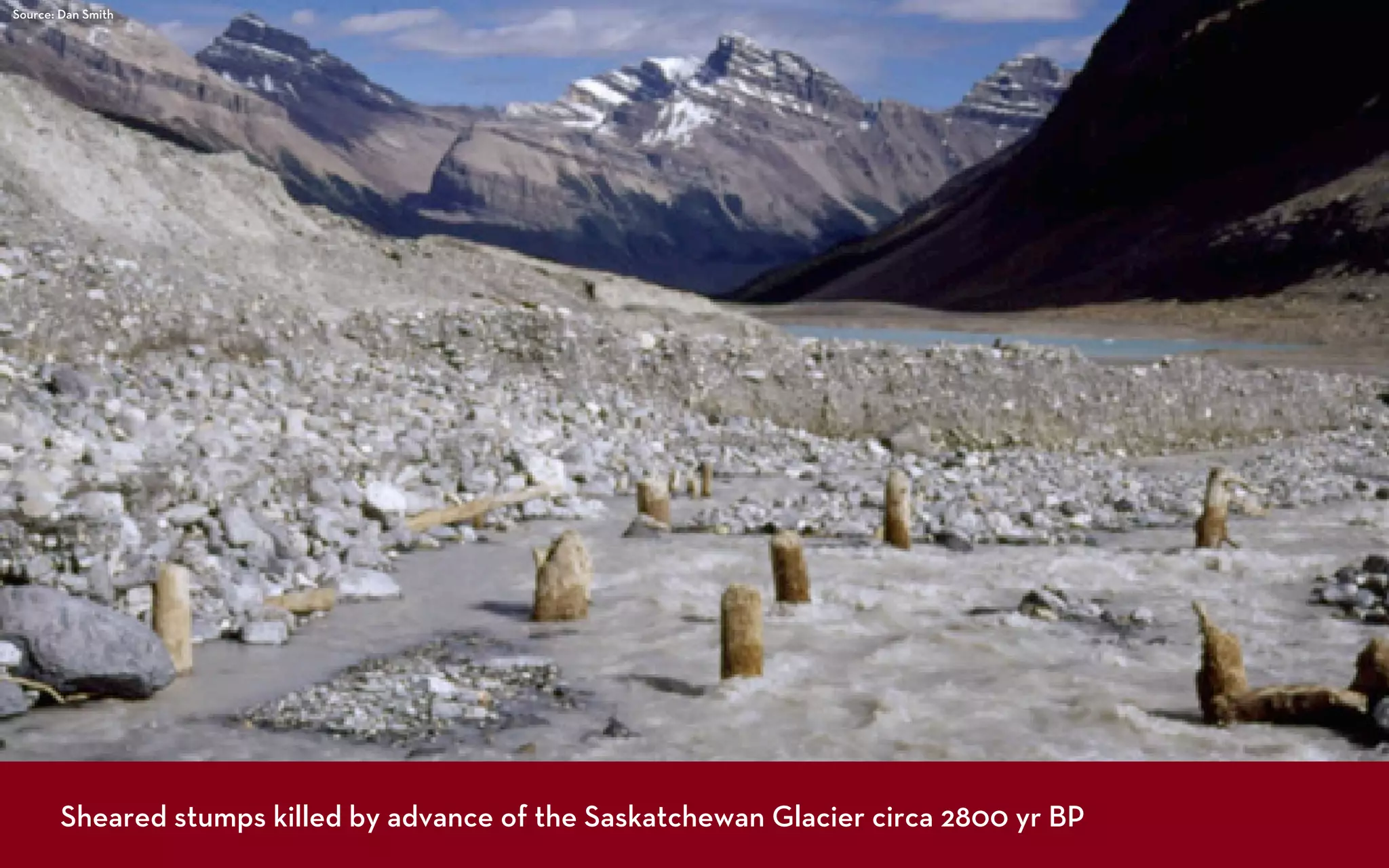 Source: Dan Smith




        Sheared stumps killed by advance of the Saskatchewan Glacier circa 2800 yr BP
 