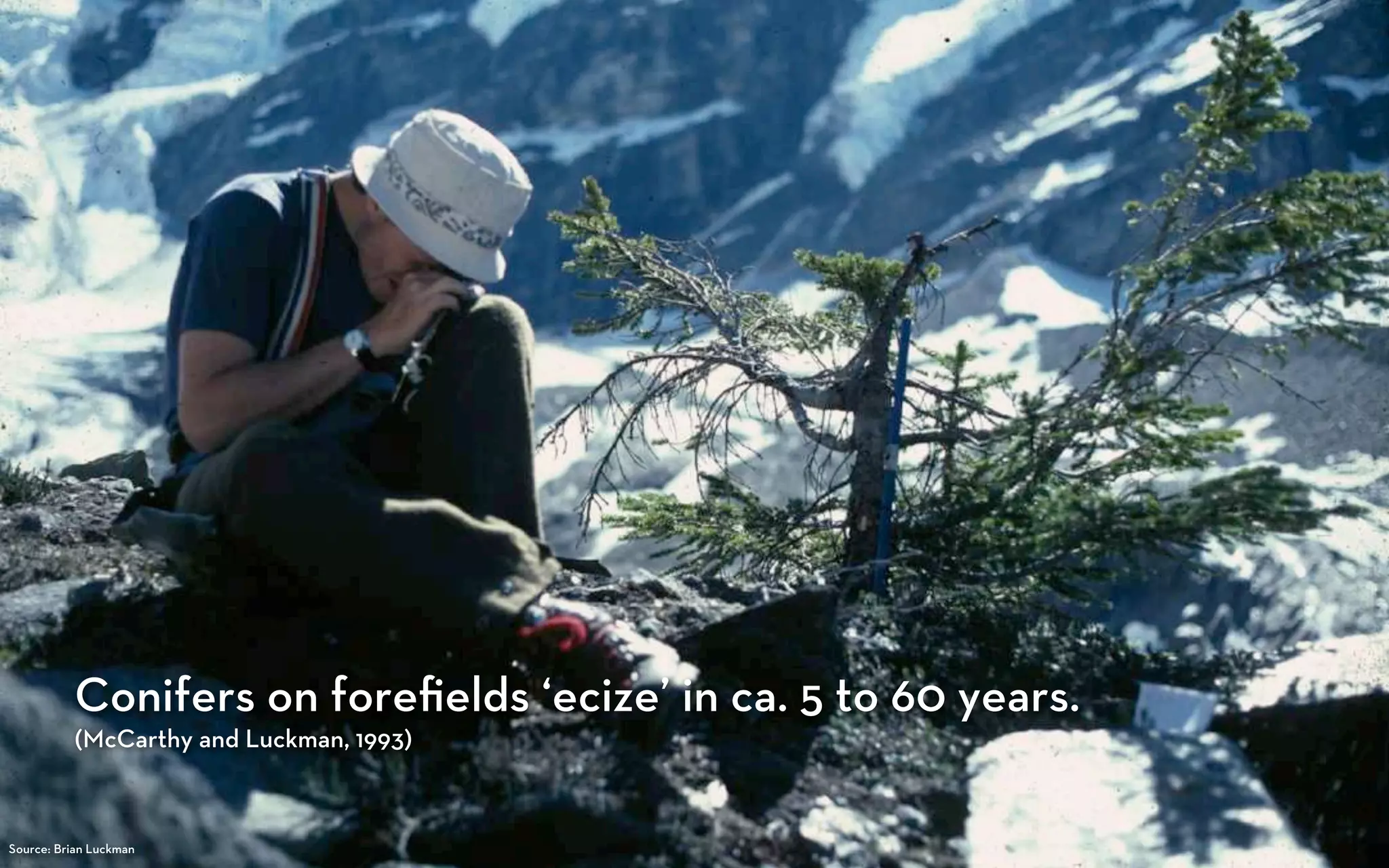 Conifers on foreﬁelds ‘ecize’ in ca. 5 to 60 years.
          (McCarthy and Luckman, 1993)



Source: Brian Luckman
 
