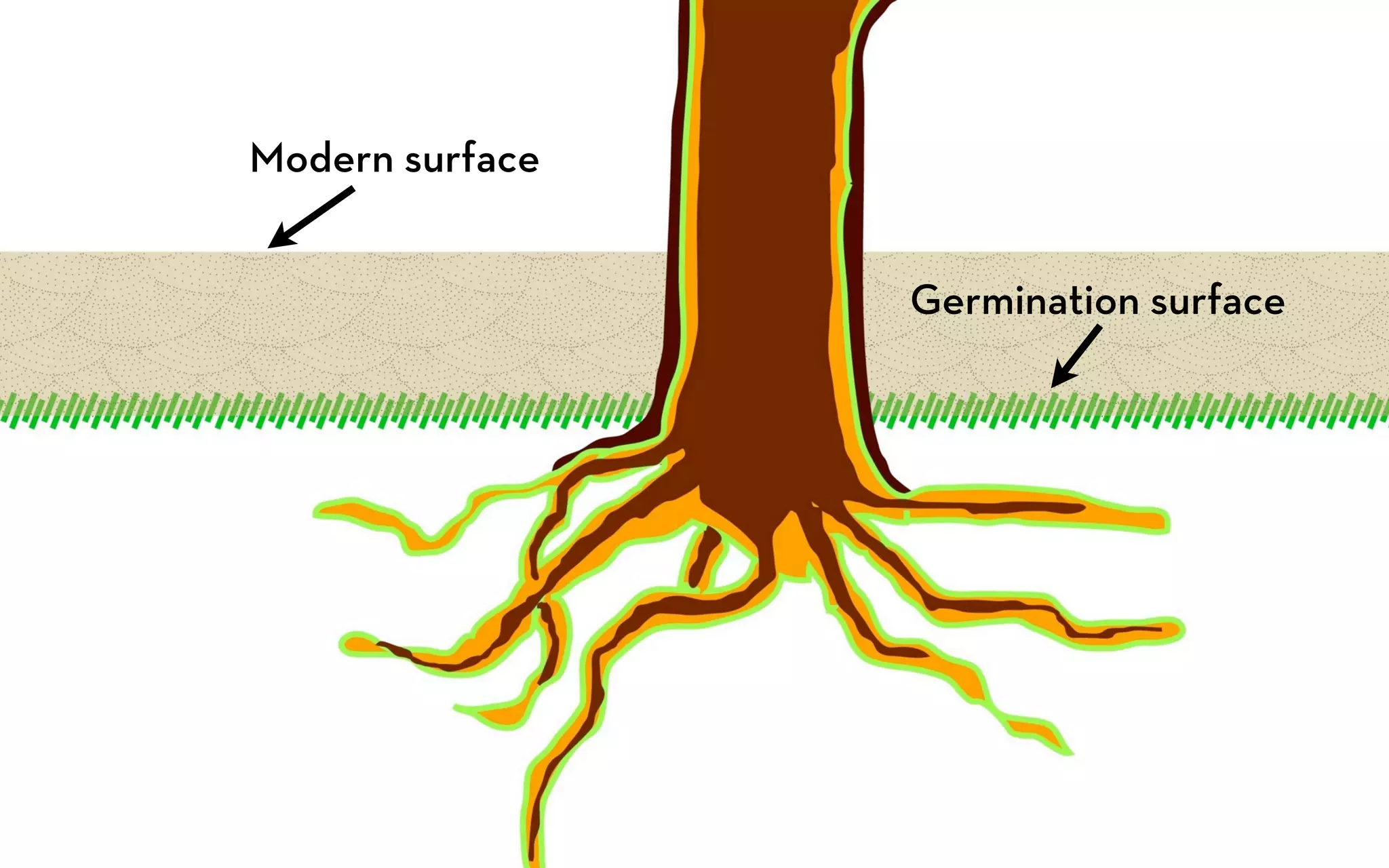 Modern surface


                 Germination surface
 