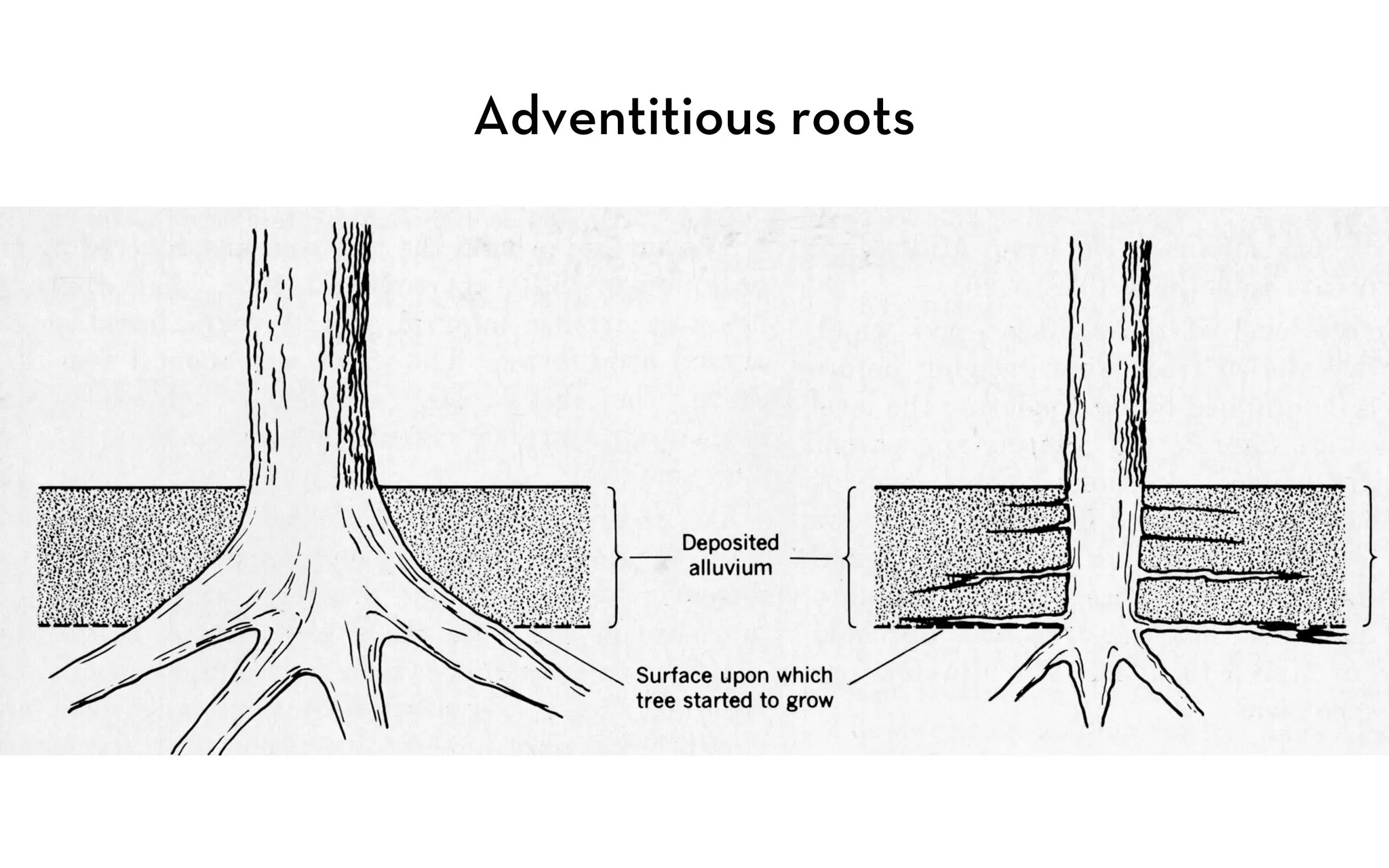 Adventitious roots
 