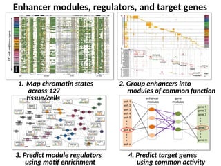 Lecture18_DiseaseMechanism_Circuitry_eQTLs_Heritability (1).pptx
