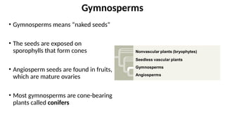 • Gymnosperms means “naked seeds”
• The seeds are exposed on
sporophylls that form cones
• Angiosperm seeds are found in fruits,
which are mature ovaries
• Most gymnosperms are cone-bearing
plants called conifers
Gymnosperms
 