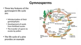• Three key features of the
gymnosperm life cycle
are:
• Miniaturization of their
gametophytes
• Development of seeds
from fertilized ovules
• The transfer of sperm to
ovules by pollen
• The life cycle of a pine
provides an example
Gymnosperms
 