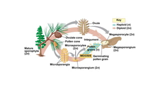 Key
Haploid (n)
Diploid (2n)
Microsporangia
Ovulate cone
Pollen cone
Microsporocytes
(2n)
Mature
sporophyte
(2n)
Microsporangium (2n)
Ovule
MEIOSIS
Pollen
grains (n)
Germinating
pollen grain
Integument
Megasporocyte (2n)
Megasporangium
(2n)
 