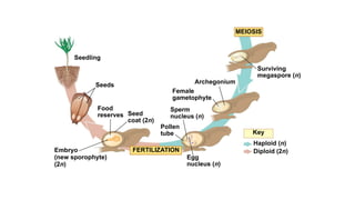Surviving
megaspore (n)
Archegonium
Female
gametophyte
Sperm
nucleus (n)
Pollen
tube
Egg
nucleus (n)
MEIOSIS
Key
Haploid (n)
Diploid (2n)
Embryo
(new sporophyte)
(2n)
Seed
coat (2n)
Food
reserves
Seeds
Seedling
FERTILIZATION
 