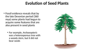 • Fossil evidence reveals that by
the late Devonian period (360
mya) some plants had begun to
acquire some features that are
also present in seed plants
• For example, Archaeopteris
was a heterosporous tree with
a woody stem, but it did not
bear seeds
Evolution of Seed Plants
 