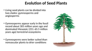 • Living seed plants can be divided into
two clades: gymnosperms and
angiosperms
• Gymnosperms appear early in the fossil
record about 305 million years ago and
dominated Mesozoic (251–65.5 million
years ago) terrestrial ecosystems
• Gymnosperms were better suited than
nonvascular plants to drier conditions
Evolution of Seed Plants
 