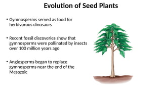 • Gymnosperms served as food for
herbivorous dinosaurs
• Recent fossil discoveries show that
gymnosperms were pollinated by insects
over 100 million years ago
• Angiosperms began to replace
gymnosperms near the end of the
Mesozoic
Evolution of Seed Plants
 