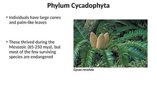 • Individuals have large cones
and palm-like leaves
• These thrived during the
Mesozoic (65-250 mya), but
most of the few surviving
species are endangered
Phylum Cycadophyta
 