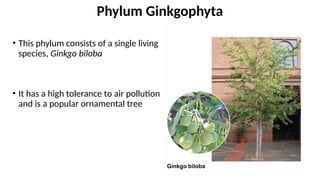 • This phylum consists of a single living
species, Ginkgo biloba
• It has a high tolerance to air pollution
and is a popular ornamental tree
Phylum Ginkgophyta
 