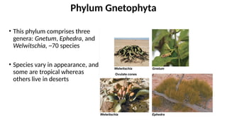 • This phylum comprises three
genera: Gnetum, Ephedra, and
Welwitschia, ~70 species
• Species vary in appearance, and
some are tropical whereas
others live in deserts
Phylum Gnetophyta
 