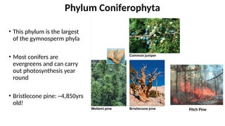 • This phylum is the largest
of the gymnosperm phyla
• Most conifers are
evergreens and can carry
out photosynthesis year
round
• Bristlecone pine: ~4,850yrs
old!
Phylum Coniferophyta
Pitch Pine
 