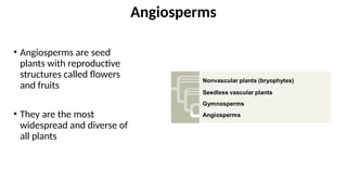 • Angiosperms are seed
plants with reproductive
structures called flowers
and fruits
• They are the most
widespread and diverse of
all plants
Angiosperms
 