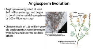 Angiosperm Evolution
• Angiosperms originated at least
140 million years ago and began
to dominate terrestrial ecosystems
by 100 million years ago
• Chinese fossils of 125-million-year-
old angiosperms share some traits
with living angiosperms but lack
others
 