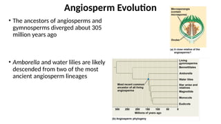 • The ancestors of angiosperms and
gymnosperms diverged about 305
million years ago
• Amborella and water lilies are likely
descended from two of the most
ancient angiosperm lineages
Angiosperm Evolution
 