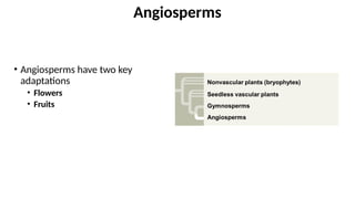 • Angiosperms have two key
adaptations
• Flowers
• Fruits
Angiosperms
 