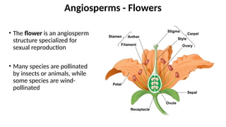 • The flower is an angiosperm
structure specialized for
sexual reproduction
• Many species are pollinated
by insects or animals, while
some species are wind-
pollinated
Angiosperms - Flowers
 
