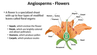 • A flower is a specialized shoot
with up to four types of modified
leaves called floral organs:
• Sepals, which enclose the flower
• Petals, which are brightly colored
and attract pollinators
• Stamens, which produce pollen
• Carpels, which produce ovules
Angiosperms - Flowers
 