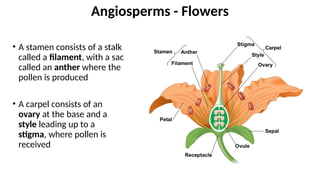 • A stamen consists of a stalk
called a filament, with a sac
called an anther where the
pollen is produced
• A carpel consists of an
ovary at the base and a
style leading up to a
stigma, where pollen is
received
Angiosperms - Flowers
 