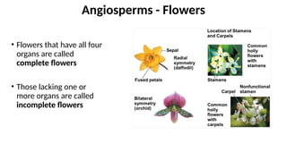 • Flowers that have all four
organs are called
complete flowers
• Those lacking one or
more organs are called
incomplete flowers
Angiosperms - Flowers
 
