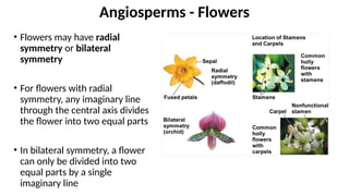 • Flowers may have radial
symmetry or bilateral
symmetry
• For flowers with radial
symmetry, any imaginary line
through the central axis divides
the flower into two equal parts
• In bilateral symmetry, a flower
can only be divided into two
equal parts by a single
imaginary line
Angiosperms - Flowers
 