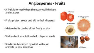 • A fruit is formed when the ovary wall thickens
and matures
• Fruits protect seeds and aid in their dispersal
• Mature fruits can be either fleshy or dry
• Various fruit adaptations help disperse seeds
• Seeds can be carried by wind, water, or
animals to new locations
Angiosperms - Fruits
 