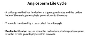 • A pollen grain that has landed on a stigma germinates and the pollen
tube of the male gametophyte grows down to the ovary
• The ovule is entered by a pore called the micropyle
• Double fertilization occurs when the pollen tube discharges two sperm
into the female gametophyte within an ovule
Angiosperm Life Cycle
 