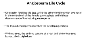 • One sperm fertilizes the egg, while the other combines with two nuclei
in the central cell of the female gametophyte and initiates
development of food-storing endosperm
• The triploid endosperm nourishes the developing embryo
• Within a seed, the embryo consists of a root and one or two seed
leaves called cotyledons
Angiosperm Life Cycle
 