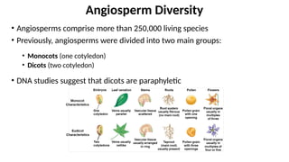 • Angiosperms comprise more than 250,000 living species
• Previously, angiosperms were divided into two main groups:
• Monocots (one cotyledon)
• Dicots (two cotyledon)
• DNA studies suggest that dicots are paraphyletic
Angiosperm Diversity
 