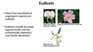 • More than two-thirds of
angiosperm species are
eudicots
• Eudicots include the large
legume family and the
economically important
rose family (Rosaceae)
Eudicots
 