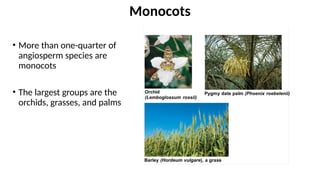 • More than one-quarter of
angiosperm species are
monocots
• The largest groups are the
orchids, grasses, and palms
Monocots
 