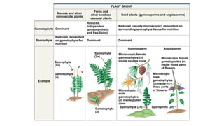 PLANT GROUP
Seed plants (gymnosperms and angiosperms)
Reduced (usually microscopic), dependent on
surrounding sporophyte tissue for nutrition
Dominant
Gymnosperm Angiosperm
Microscopic female
gametophytes (n)
inside ovulate cone
Microscopic female
gametophytes (n)
inside these parts
of flowers
Microscopic
male
gametophytes
(n) inside pollen
cone
Microscopic
male
gametophytes
(n) inside
these parts
of flowers
Sporophyte
(2n)
Dominant
Sporophyte
(2n)
Reduced, dependent
on gametophyte for
nutrition
Gametophyte
(n)
Example
Sporophyte
Dominant
Gametophyte
Mosses and other
nonvascular plants
Ferns and
other seedless
vascular plants
Reduced,
Independent
(photosynthetic
and free-living)
Gametophyte
(n)
Sporophyte (2n) Sporophyte (2n)
 