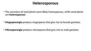 • The ancestors of seed plants were likely homosporous, while seed plants
are heterosporous
• Megasporangia produce megaspores that give rise to female gametes
• Microsporangia produce microspores that give rise to male gametes
Heterosporous
 