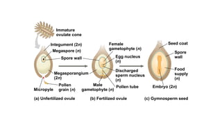 Immature
ovulate cone
Integument (2n)
Megaspore (n)
Spore wall
Megasporangium
(2n)
Pollen
grain (n)
Micropyle
(a) Unfertilized ovule (b) Fertilized ovule
Male
gametophyte (n)
Pollen tube
Discharged
sperm nucleus
(n)
Egg nucleus
(n)
Female
gametophyte (n)
Seed coat
Spore
wall
Food
supply
(n)
Embryo (2n)
(c) Gymnosperm seed
 