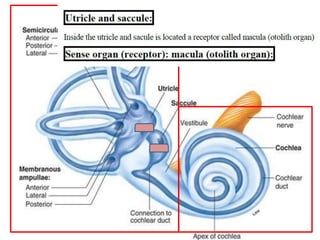 Lecture+18+ppt | PPT