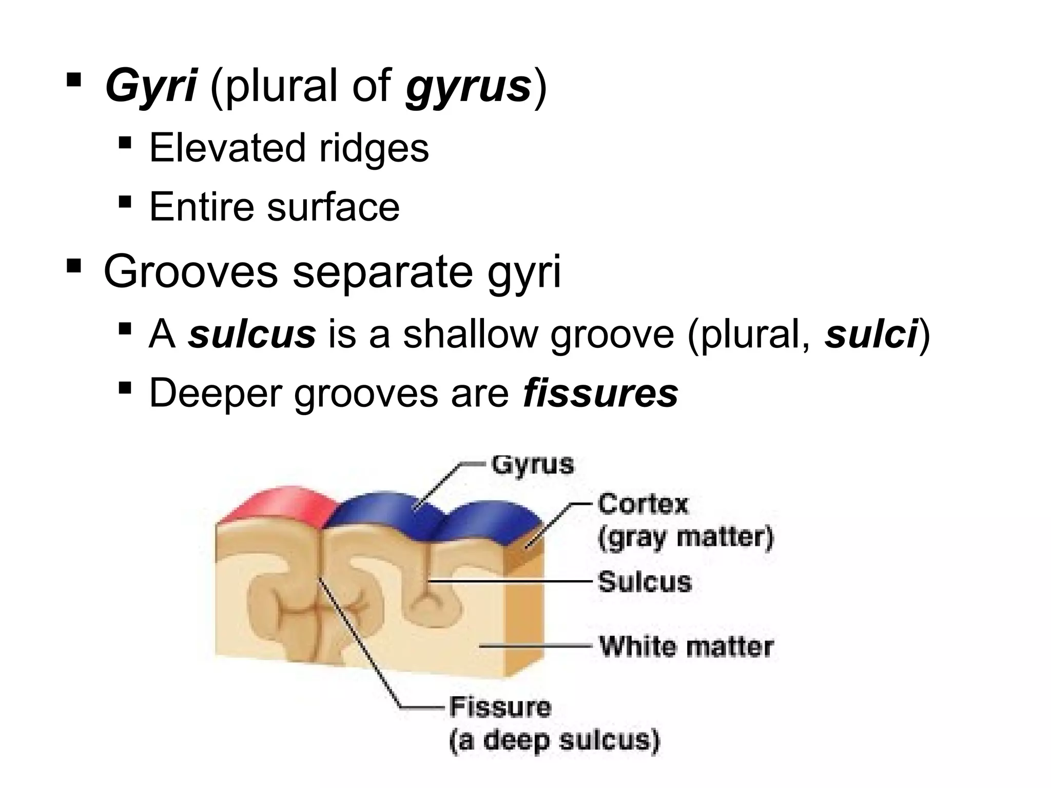 Lecture 19 central nervous system (a) | PPT