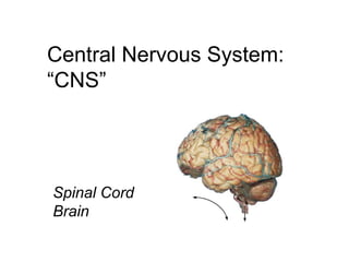 Lecture 19 central nervous system (a) | PPT