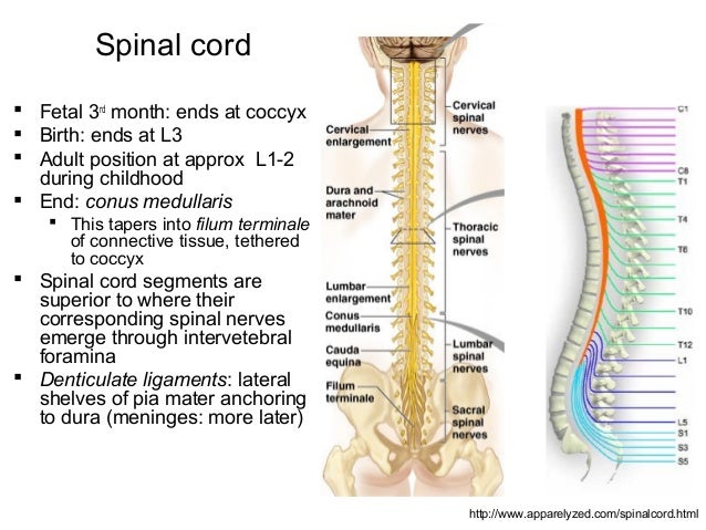 Lecture 19 central nervous system (a)