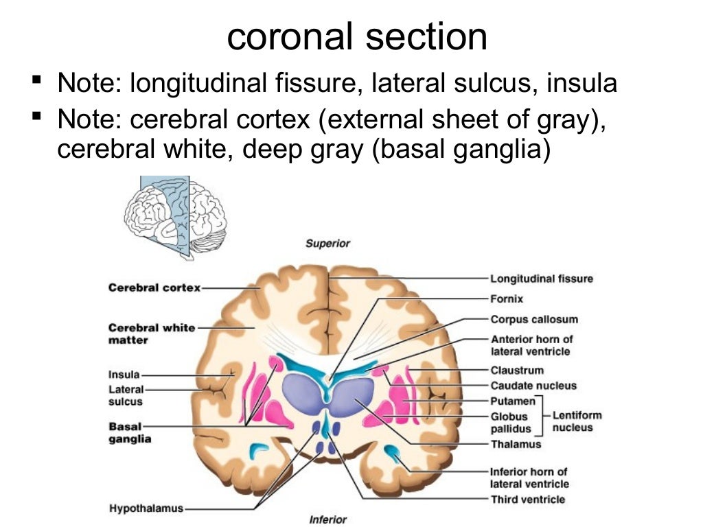 Lecture 19 central nervous system (a)