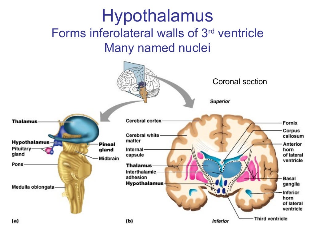 Lecture 19 central nervous system (a)