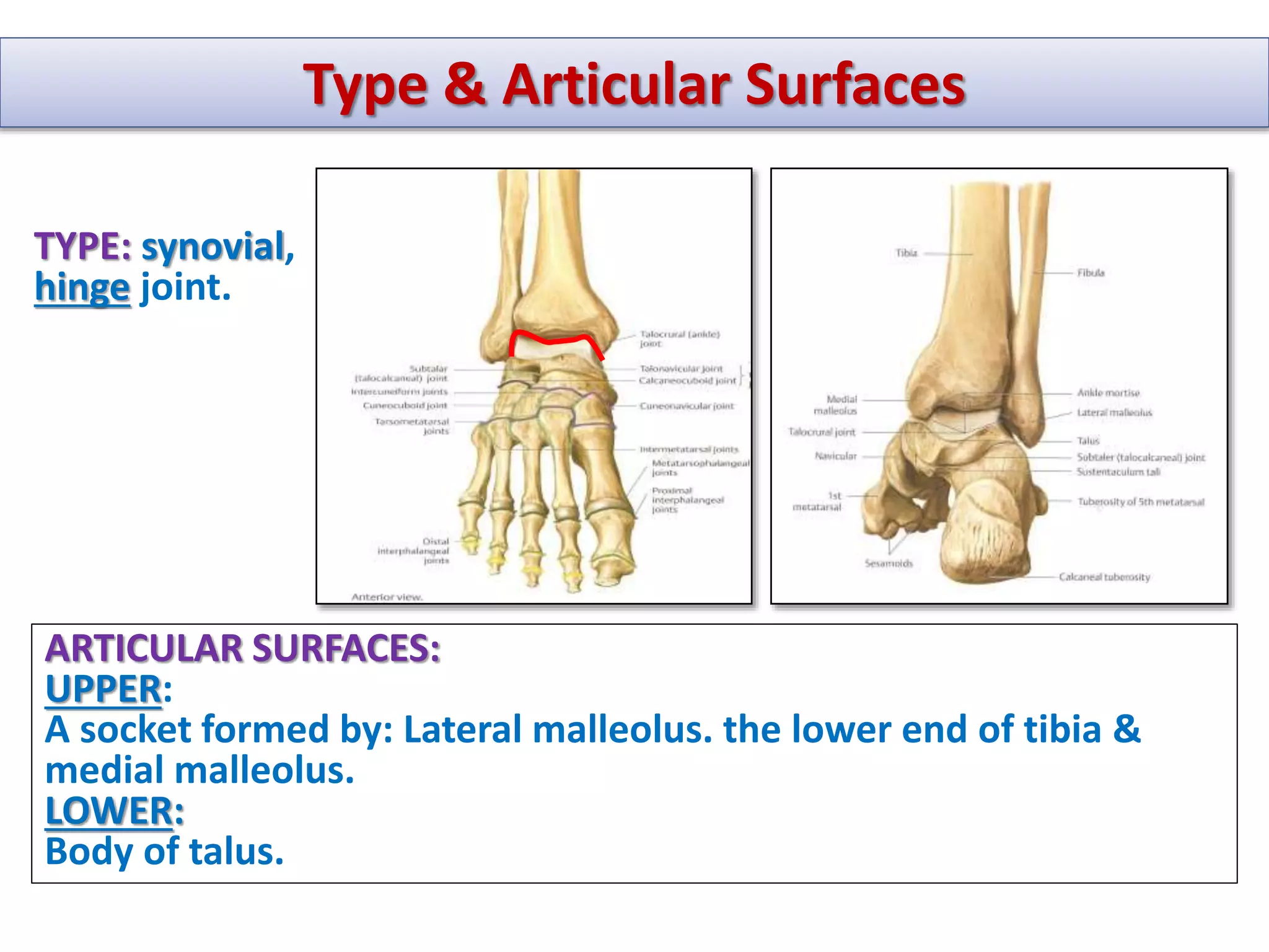 Lecture 19 Hip, Knee & ankle joints.pptx